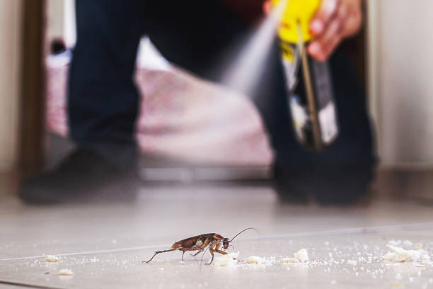 Wasp Removal Services in Yates Center, KS